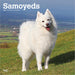 2025 Samoyeds Wall Calendar by  BrownTrout Publishers Inc from Calendar Club