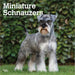 2025 Schnauzers Miniature Wall Calendar by  BrownTrout Publishers Inc from Calendar Club