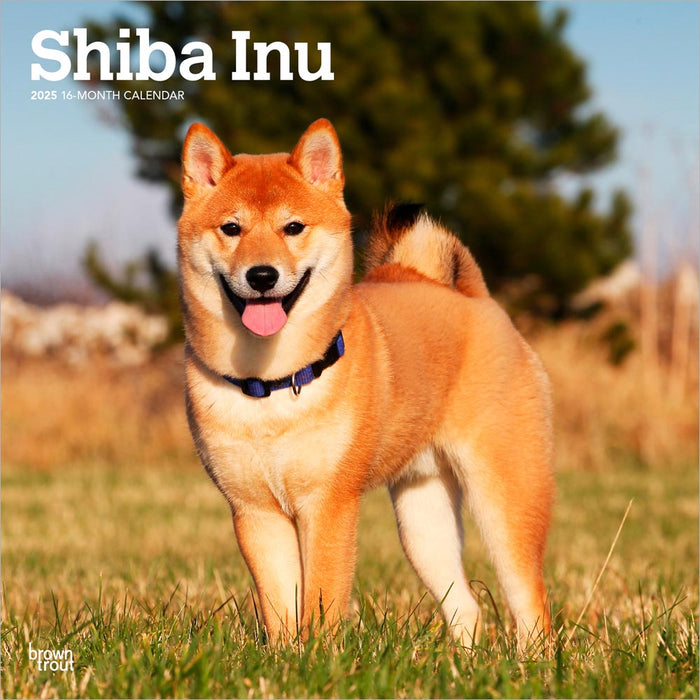 2025 Shiba Inu Wall Calendar by  BrownTrout Publishers Inc from Calendar Club