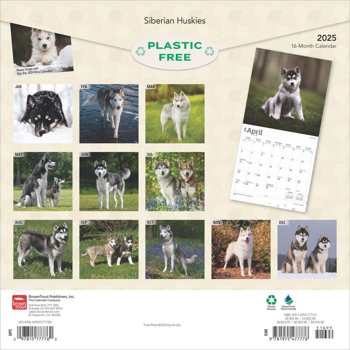 2025 Siberian Huskies Wall Calendar by  BrownTrout Publishers Inc from Calendar Club