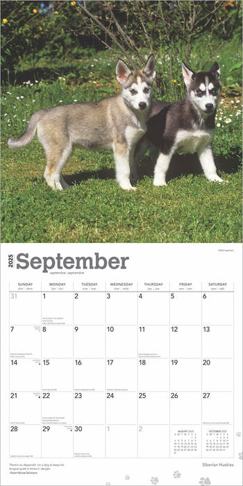 2025 Siberian Huskies Wall Calendar by  BrownTrout Publishers Inc from Calendar Club