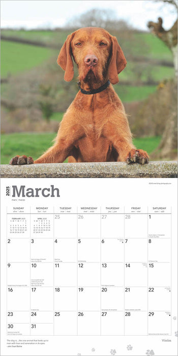 2025 Vizslas Wall Calendar by  BrownTrout Publishers Inc from Calendar Club