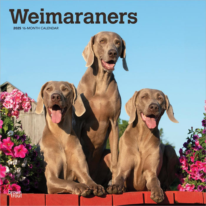 2025 Weimaraners Wall Calendar by  BrownTrout Publishers Inc from Calendar Club