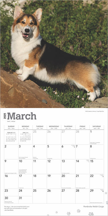 2025 Welsh Corgis Pembroke Wall Calendar by  BrownTrout Publishers Inc from Calendar Club