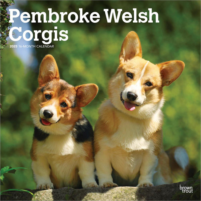 2025 Welsh Corgis Pembroke Wall Calendar by  BrownTrout Publishers Inc from Calendar Club