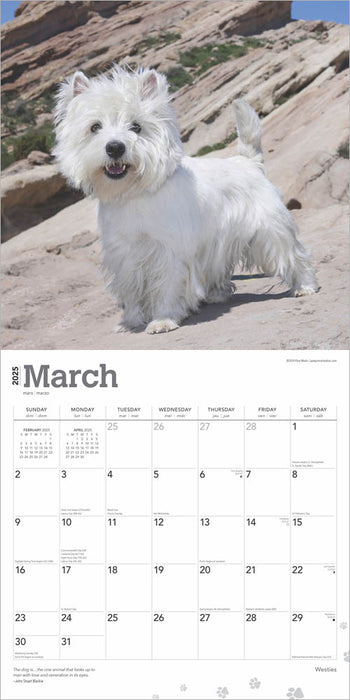 2025 West Highland White Terriers Wall Calendar