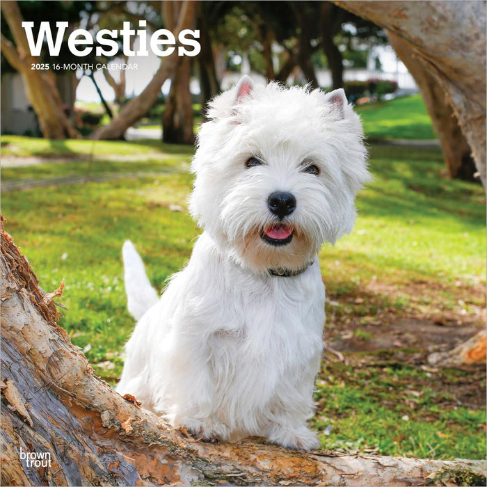 2025 West Highland White Terriers Wall Calendar by  BrownTrout Publishers Inc from Calendar Club