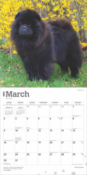 2025 Chow Chows Wall Calendar by  BrownTrout Publishers Inc from Calendar Club