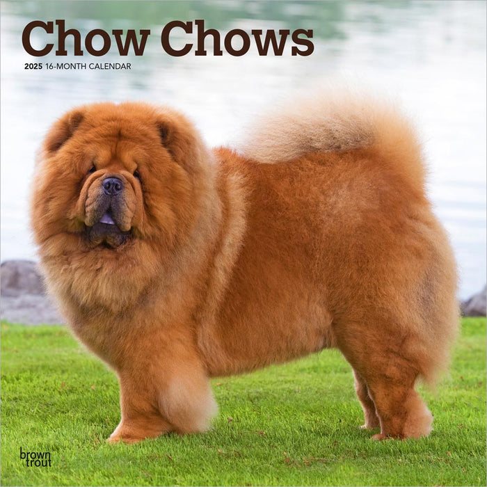 2025 Chow Chows Wall Calendar by  BrownTrout Publishers Inc from Calendar Club