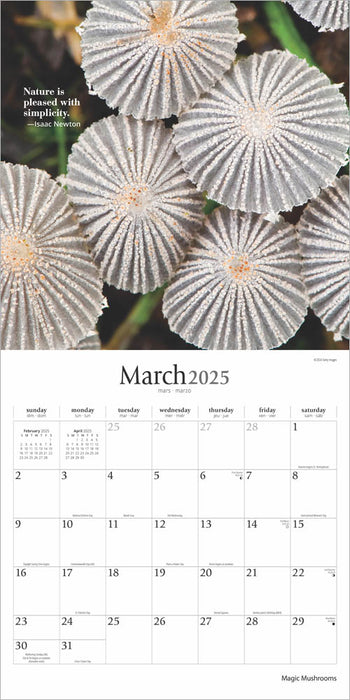 2025 Magic Mushrooms: Brush Dance Wall Calendar by  BrownTrout Publishers Inc from Calendar Club