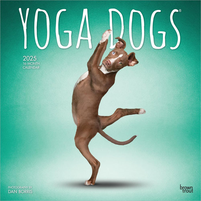 2025 Yoga Dogs Wall Calendar by  BrownTrout Publishers Inc from Calendar Club