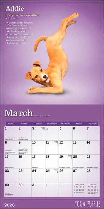 Yoga Puppies 2026 Mini Wall Calendar