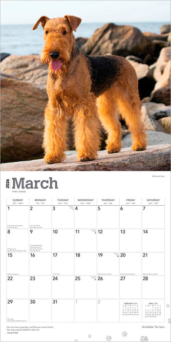Airedale Terriers 2026 Square Wall Calendar