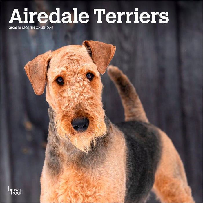 Airedale Terriers 2026 Square Wall Calendar