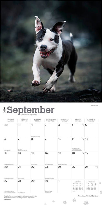 American Pit Bull Terriers 2026 Square Wall Calendar