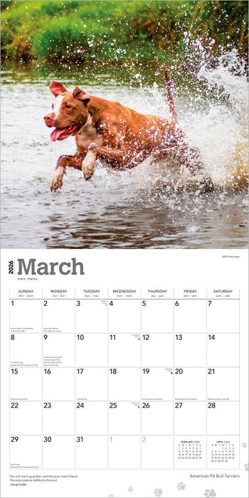 American Pit Bull Terriers 2026 Square Wall Calendar