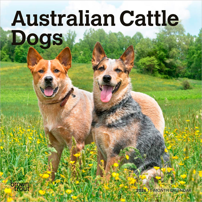 Australian Cattle Dogs 2026 Mini Wall Calendar