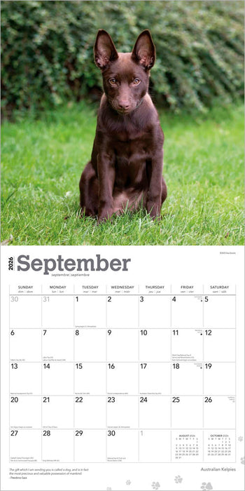 Australian Kelpies 2026 Square Wall Calendar
