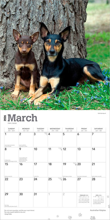 Australian Kelpies 2026 Square Wall Calendar
