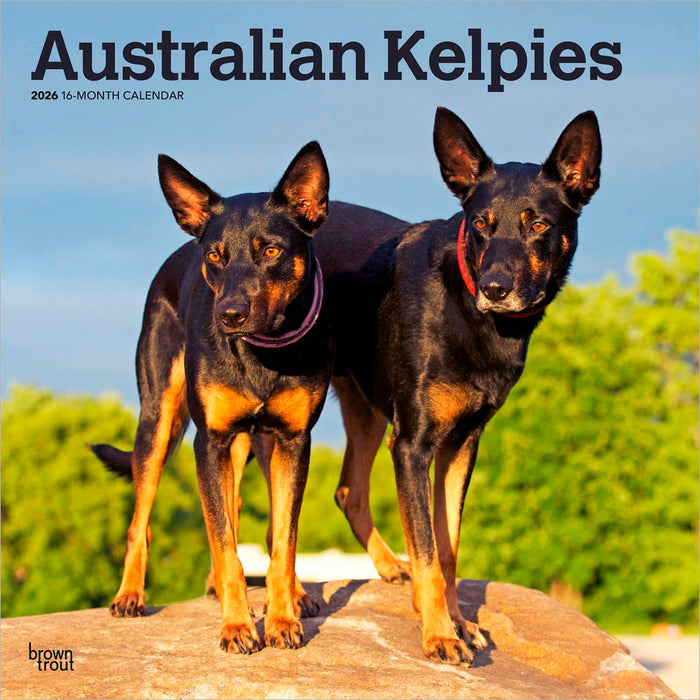 Australian Kelpies 2026 Square Wall Calendar