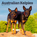 Australian Kelpies 2026 Square Wall Calendar