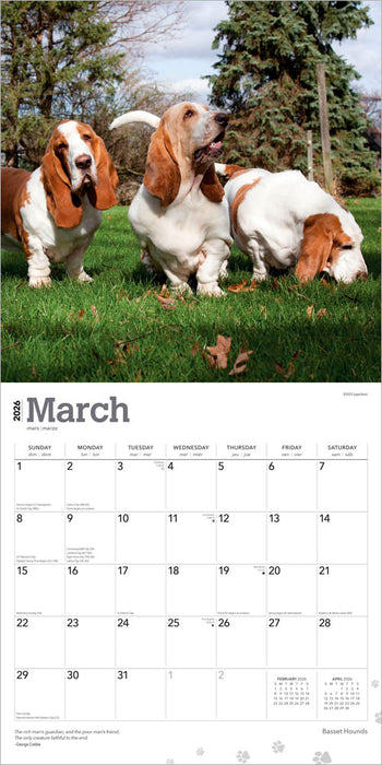 Basset Hounds 2026 Square Wall Calendar (Online Exclusive)