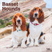 Basset Hounds 2026 Square Wall Calendar (Online Exclusive)