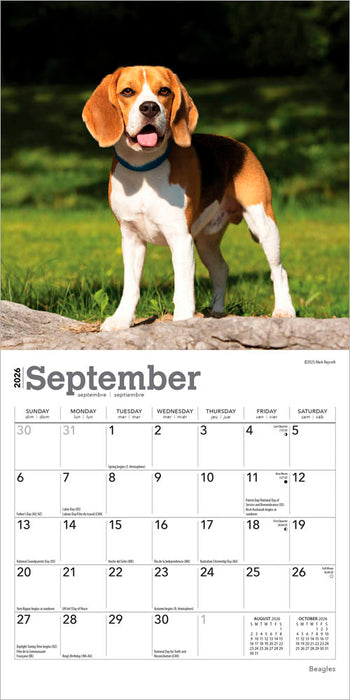 Beagles 2026 Mini Wall Calendar