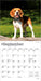 Beagles 2026 Mini Wall Calendar