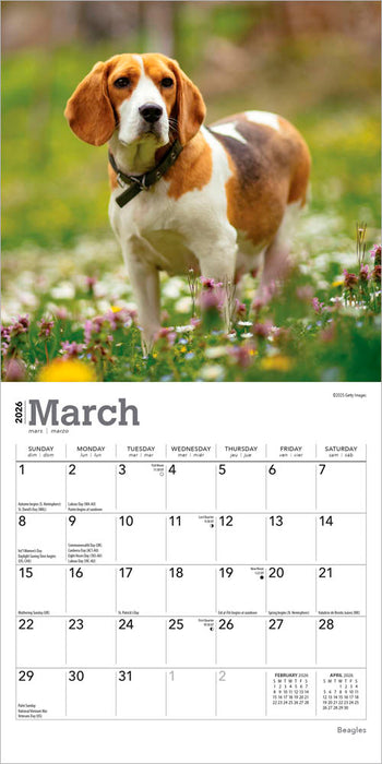 Beagles 2026 Mini Wall Calendar