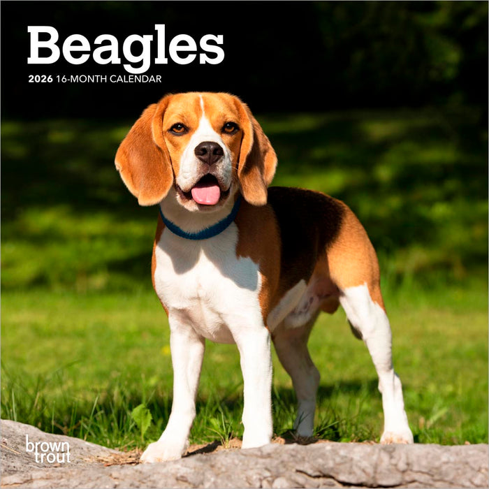 Calendar Club Beagles 2026 Mini Wall Calendar