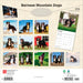 Bernese Mountain Dogs 2026 Square Wall Calendar