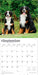 Bernese Mountain Dogs 2026 Square Wall Calendar