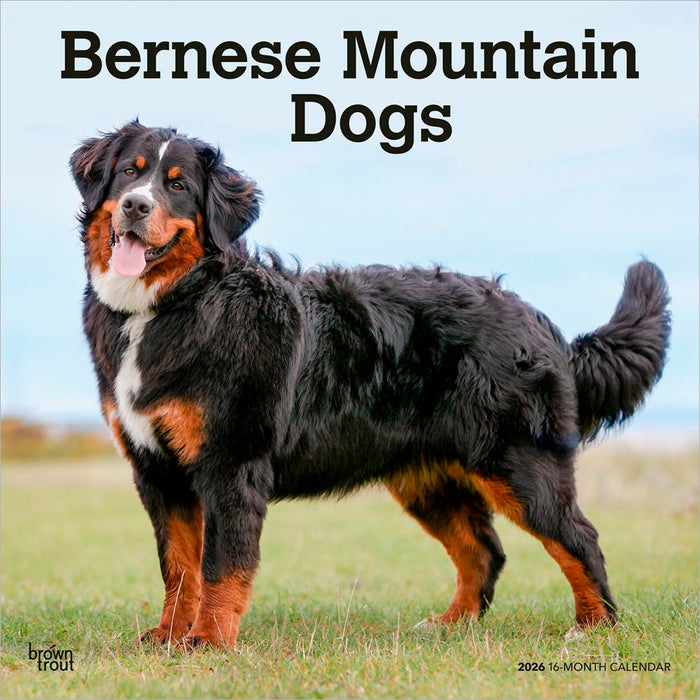 Calendar Club Bernese Mountain Dogs 2026 Square Wall Calendar