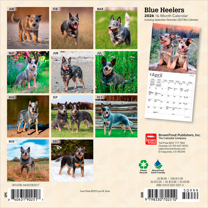 Blue Heelers 2026 Mini Wall Calendar