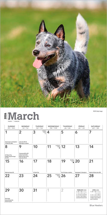 Blue Heelers 2026 Mini Wall Calendar