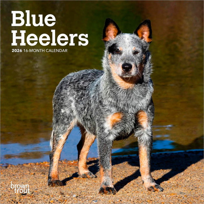 Blue Heelers 2026 Mini Wall Calendar