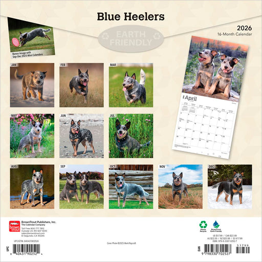 Blue Heelers 2026 Square Wall Calendar