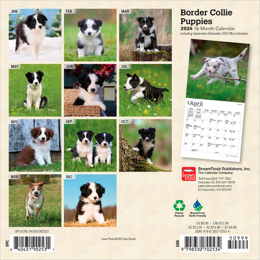 Border Collie Puppies 2026 Mini Wall Calendar