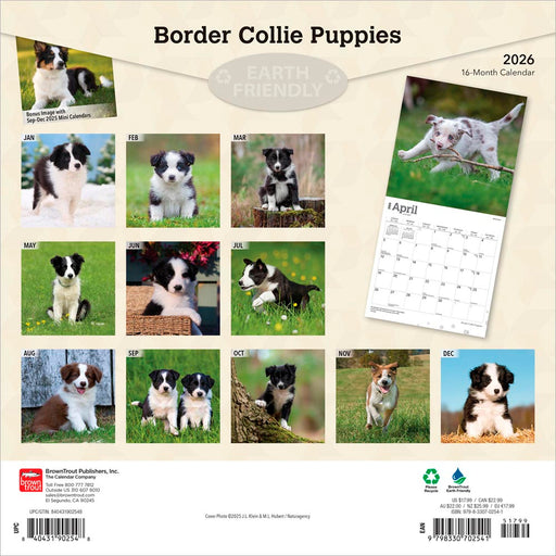 Border Collie Puppies 2026 Square Wall Calendar