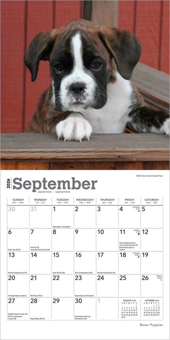 Boxer Puppies 2026 Mini Wall Calendar