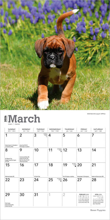 Boxer Puppies 2026 Mini Wall Calendar