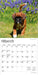 Boxer Puppies 2026 Mini Wall Calendar