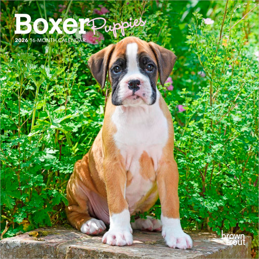 Boxer Puppies 2026 Mini Wall Calendar