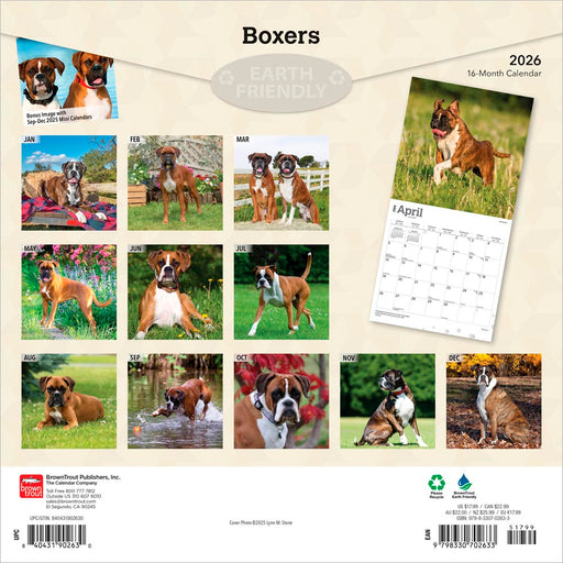 Boxers International Edition 2026 Square Wall Calendar