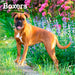 Boxers International Edition 2026 Square Wall Calendar