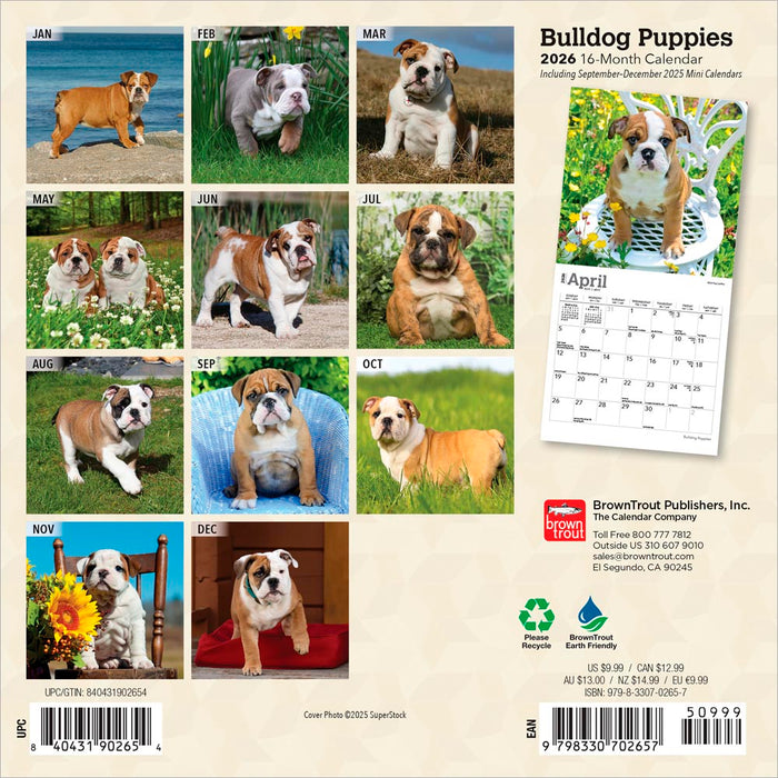 Bulldog Puppies 2026 Mini Wall Calendar
