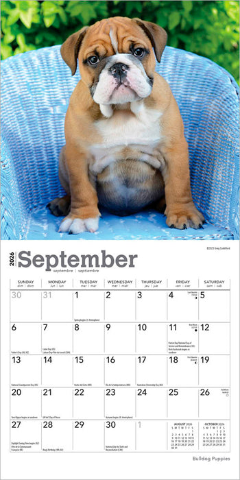 Bulldog Puppies 2026 Mini Wall Calendar