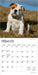 Bulldog Puppies 2026 Mini Wall Calendar