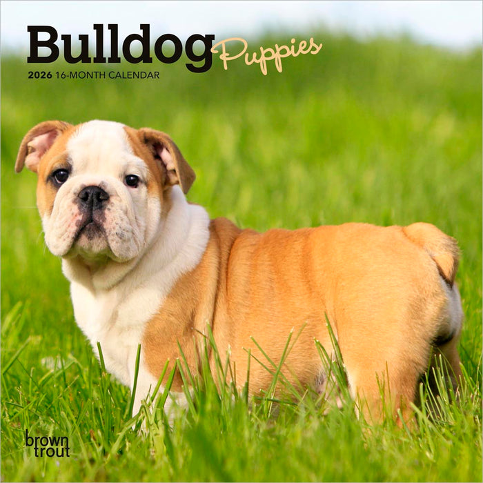 Bulldog Puppies 2026 Mini Wall Calendar